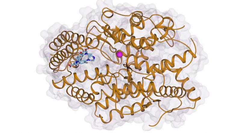 zinc atom at centre of protein