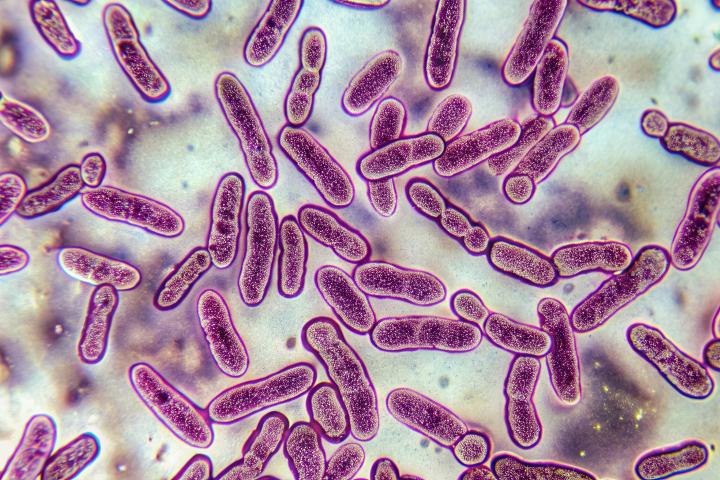 Mycobacterium tuberculosis bacteria colonies