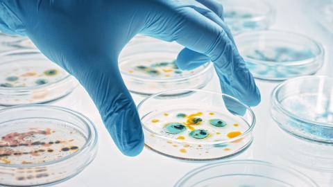 petri dishes