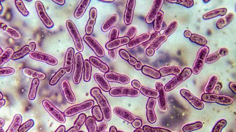Mycobacterium tuberculosis bacteria colonies