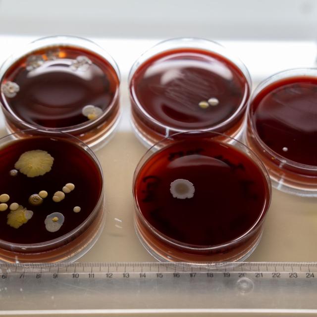 petri