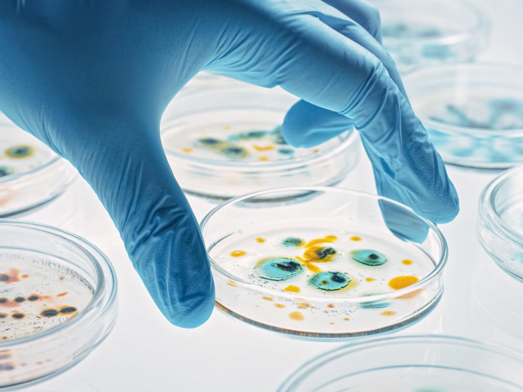 petri dishes